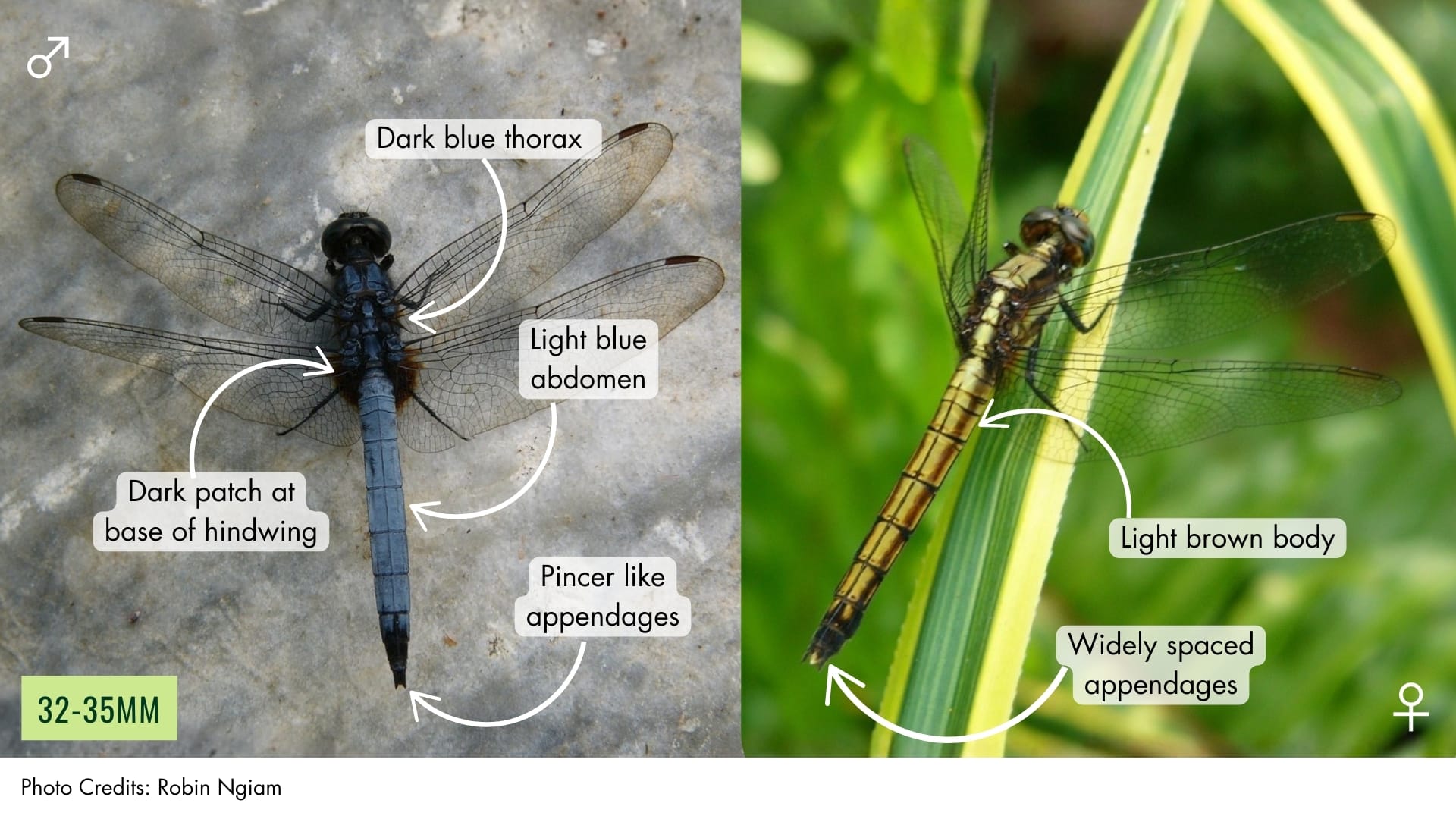 Common Blue Skimmer